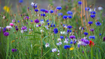 Картинка цветы луговые+ полевые +цветы трава васильки луг