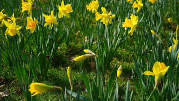 Картинка цветы нарциссы желтые весна