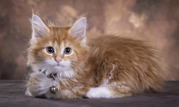 Картинка животные коты maine coon