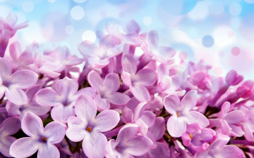 Картинка цветы сирень