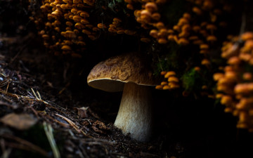 Картинка природа грибы боровик