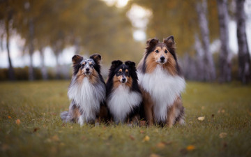 Картинка животные собаки осень