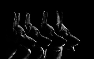 Картинка животные собаки овчарки