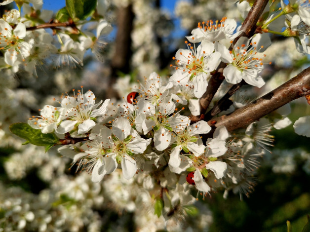 Обои картинки фото 11, 04, 2022, цветы, цветущие деревья ,  кустарники, весна