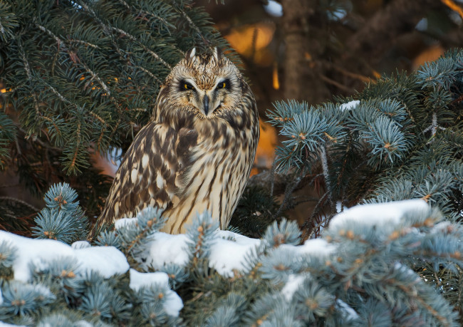 Обои картинки фото животные, совы, зима, снег, ветки, сова, птица, хвоя