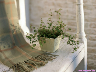 Картинка цветы