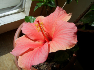 Картинка цветы гибискусы