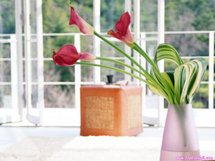 Картинка цветы каллы