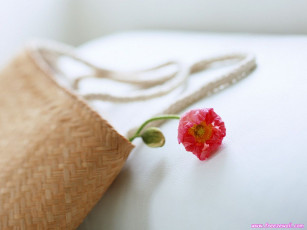 Картинка цветы маки