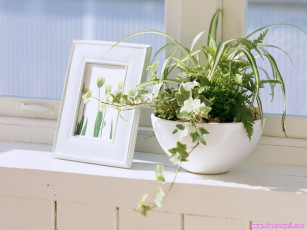 Картинка цветы разные вместе