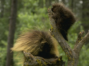 Картинка животные дикобразы