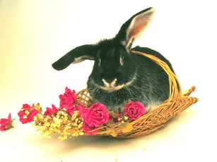 Картинка животные кролики зайцы