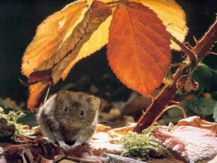 Картинка животные крысы мыши