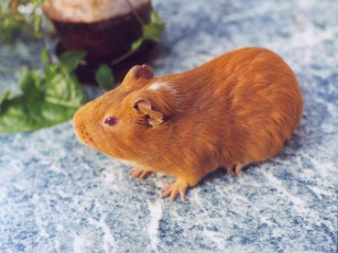 Картинка животные морские свинки хомяки