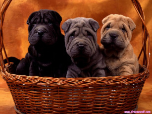 Картинка животные собаки