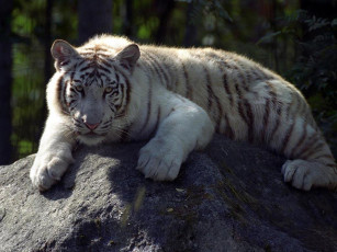 Картинка животные тигры