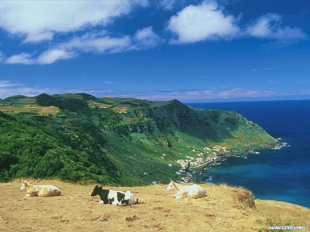 Обои картинки фото 