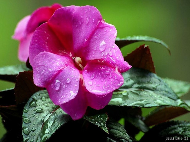 Обои картинки фото цветы, бальзамины