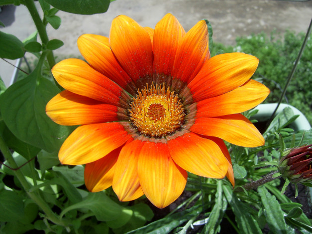 Обои картинки фото цветы, газания