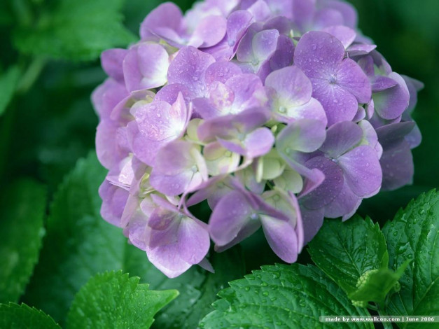 Обои картинки фото цветы, гортензия