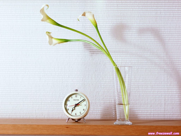 Обои картинки фото цветы, каллы