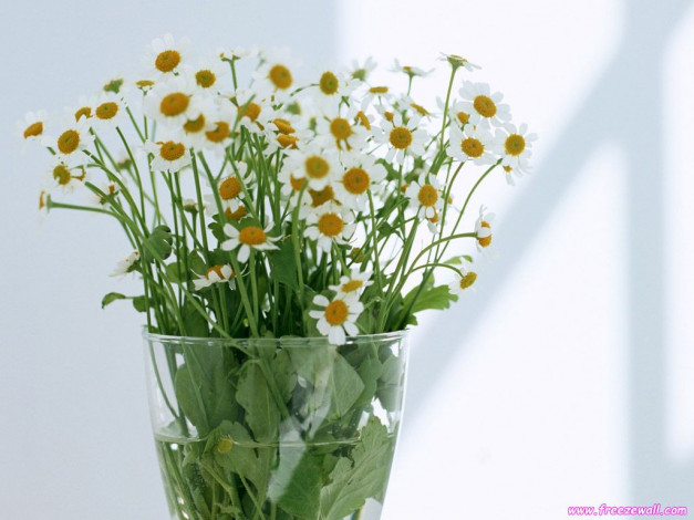 Обои картинки фото цветы, ромашки