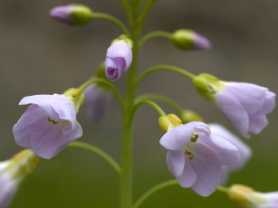 Картинка цветы