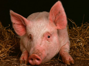 Картинка животные свиньи кабаны