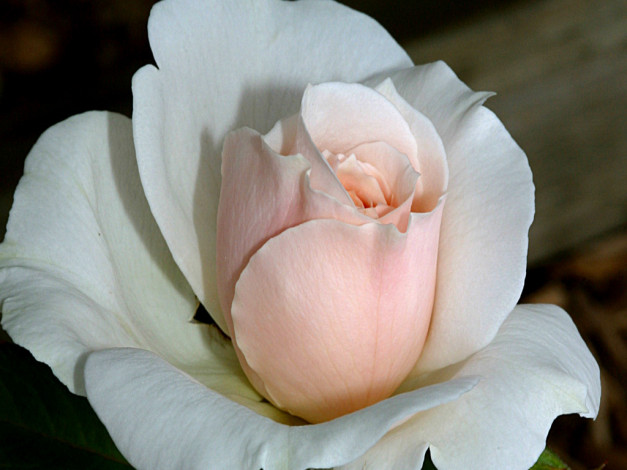 Обои картинки фото цветы, розы