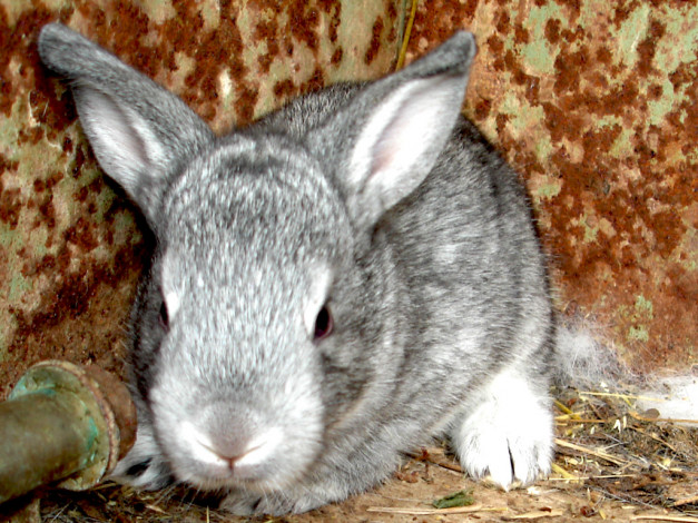 Обои картинки фото животные, кролики, зайцы
