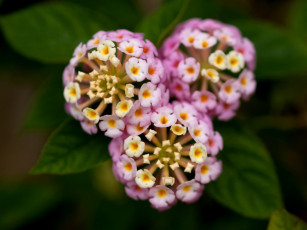 Картинка цветы лантана вербена