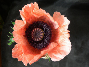 Картинка цветы маки