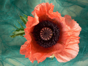 Картинка цветы маки