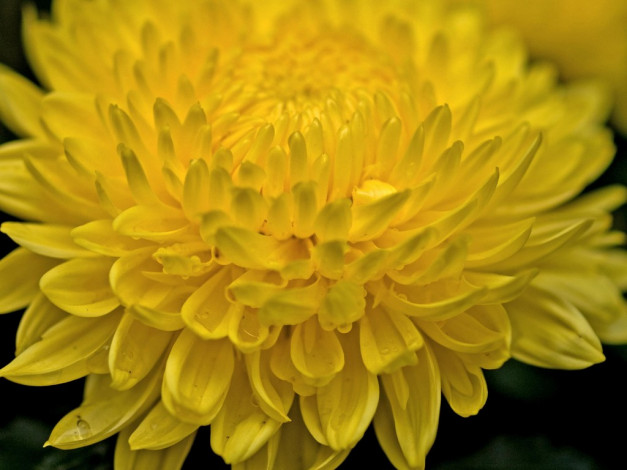 Обои картинки фото цветы, хризантемы