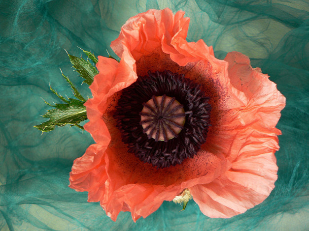 Обои картинки фото цветы, маки