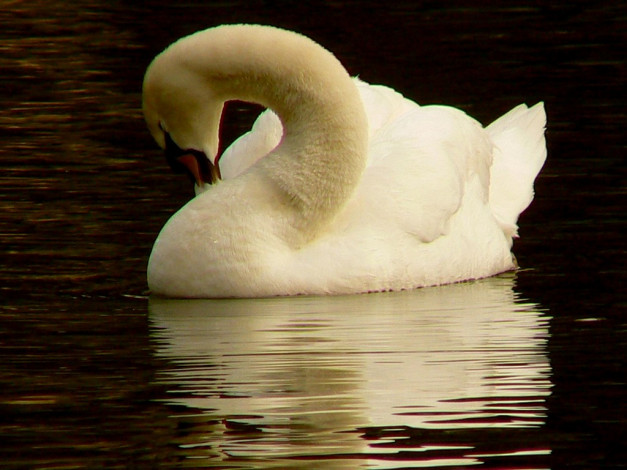 Обои картинки фото животные, лебеди