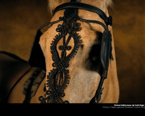 Картинка животные лошади