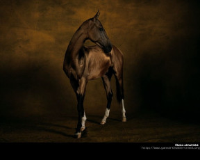 Картинка животные лошади