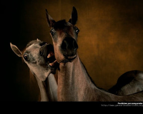 Картинка животные лошади