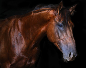 Картинка животные лошади