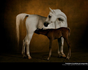 Картинка животные лошади