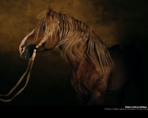 Картинка животные лошади