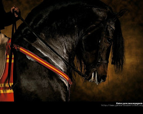 Картинка животные лошади