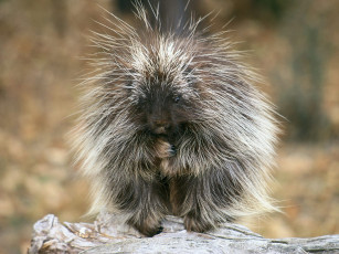 Картинка животные дикобразы