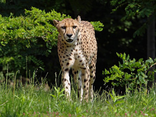 Картинка животные гепарды