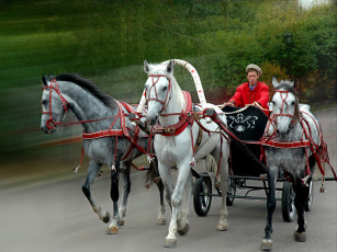 Картинка животные лошади