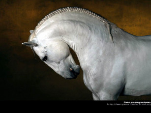 Картинка животные лошади