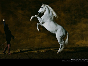 Картинка животные лошади