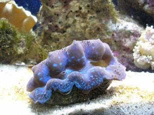 Картинка животные морская фауна