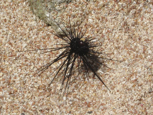 Картинка животные морская фауна